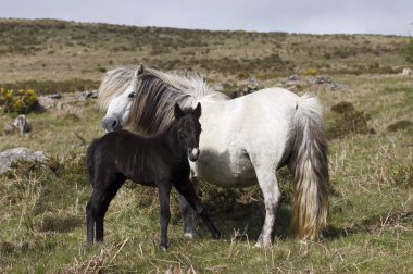 Pony with foal Dartmoor National Park Devon England clipart