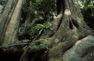 Giant tree on rock in virgin forest - Tioman Island Malaysia clipart