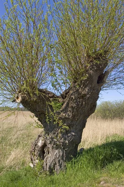 Ada Rgen Şikayetler Mecklenburg Vorpommern Almanya Pollarded Çatlamak Willows Salix — Stok fotoğraf