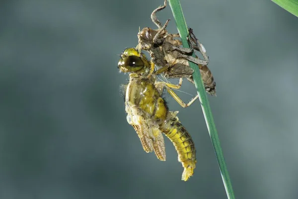 Nummer Van Een Reeks Van Foto Waarop Ontwikkeling Van Een — Stockfoto