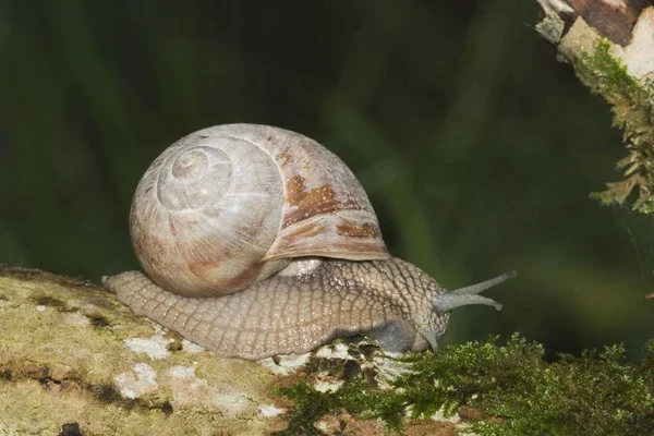 Large Garden Snail Burgundy Snail Helix Pomatia Germany — Stock Photo, Image