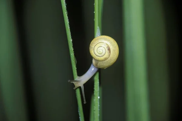 Closeup Snail Germany Nature — Stock Photo, Image