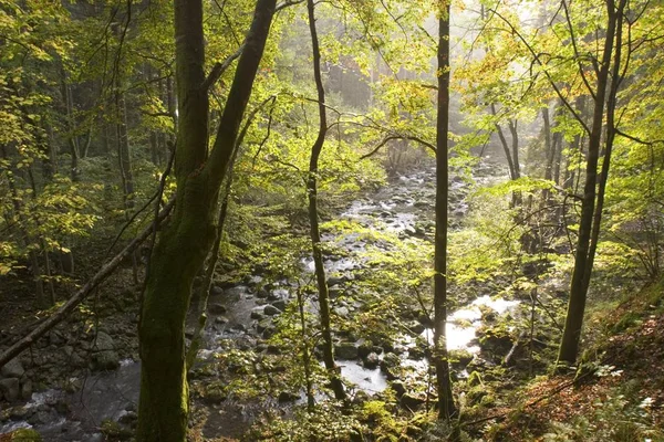 Naturreservatet Buchberger Leite Nära Freyung Bayerischer Wald Tyskland — Stockfoto