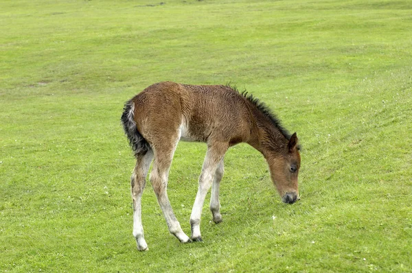 Pony Potro Parque Nacional Dartmoor Devon Inglaterra —  Fotos de Stock