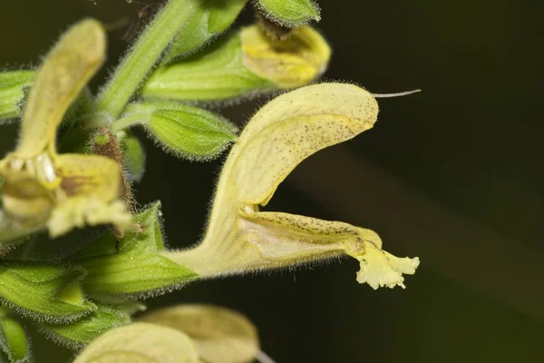 Botánica Verde Pegajosa Salvia Planta —  Fotos de Stock