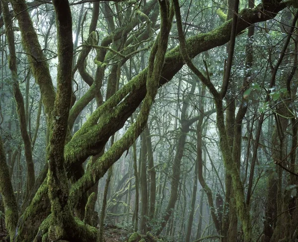 Nationalparken Garajonay Laurisilva Gomera Kanarieöarna Spanien — Stockfoto