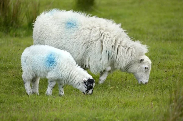 Sheep Dartmoor National Park Devon England — Stock Photo, Image