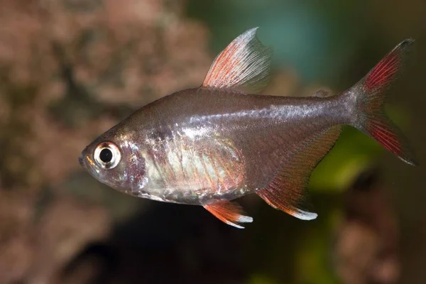 Флаг Tetra Hyphessobrycon Ornatus White Fin — стоковое фото