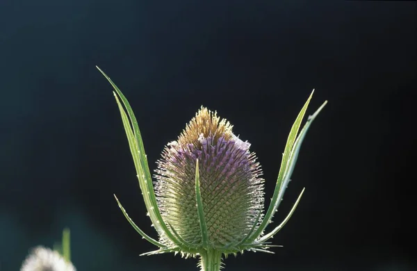 Teasel Dipsacus Kaardebol Van Fuller — Stockfoto