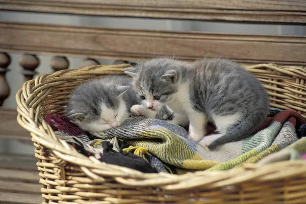 Grey White Kitten Basket — Stock Photo, Image