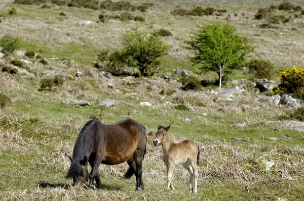 Kucyk Źrebię Dartmoor National Park Devon Anglii — Zdjęcie stockowe