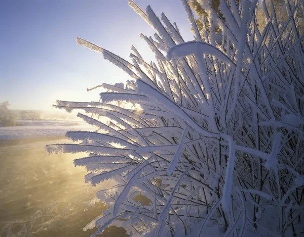 Зимнее Утро Инеем Реке Изар Верхней Баварии Германия — стоковое фото