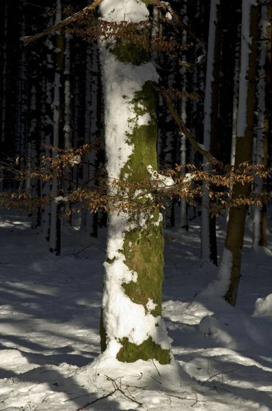 Wood Forest District Munich Upper Bavaria Germany Tree Snow Winter — Stock Photo, Image