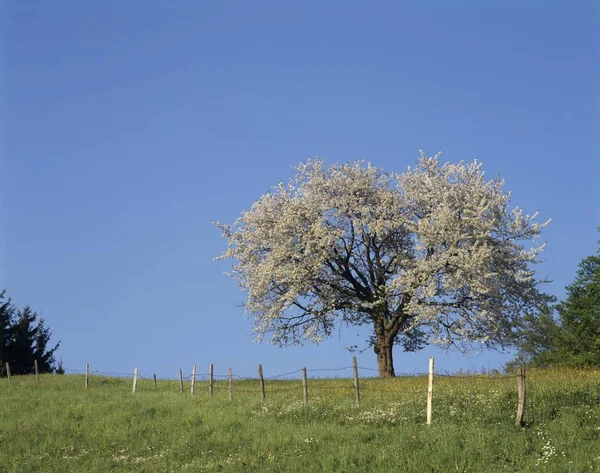Bloeiende Appelboom Een Weide Samerberg Opper Beieren — Stockfoto