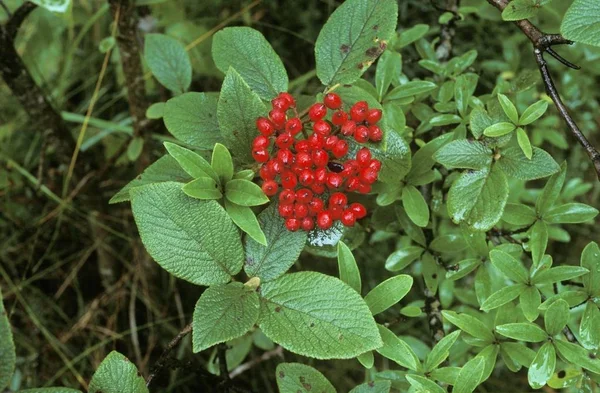 Bacche Wayfaringtree Viburnum Lantana Germania — Foto Stock