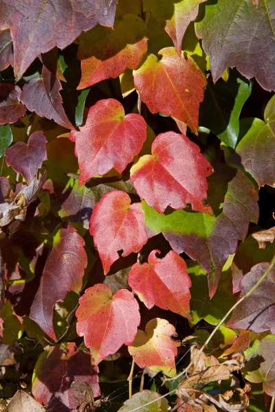 Цветные Осенние Листья Осенний Сезон — стоковое фото