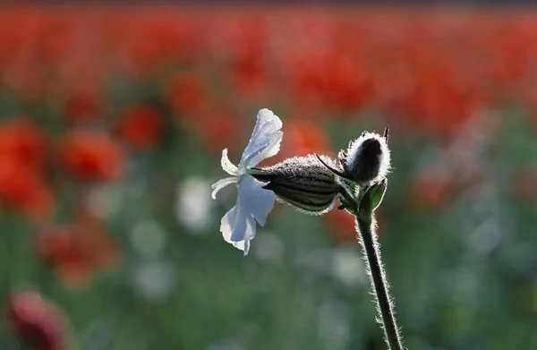 Campione Bianco Silene Alba Germania Primo Piano Fauna Natura — Foto Stock