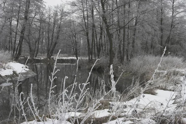 Riverside Naturskog Vinter — Stockfoto