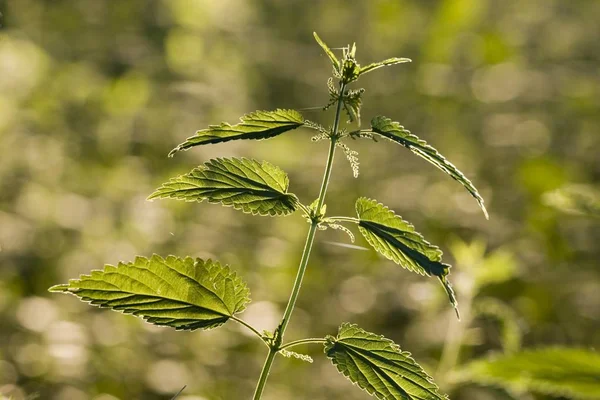 Stinging Nettle Urtica Dioica Germany — Stock Photo, Image