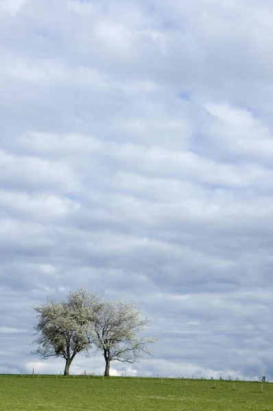 Два Дерева Весной Темными Дождливыми Облаками — стоковое фото
