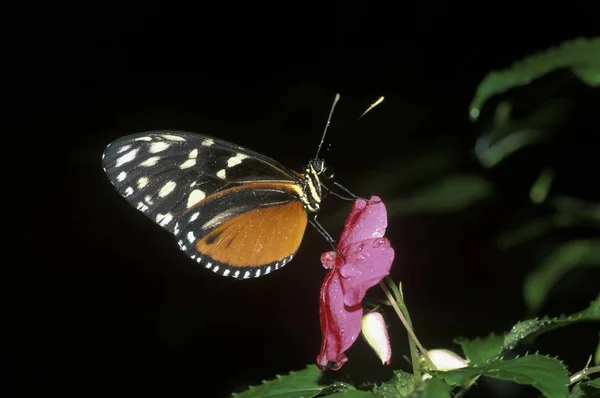 タイガー Longwing Hecales Longwing Heliconius Hecale コスタリカの蝶します — ストック写真