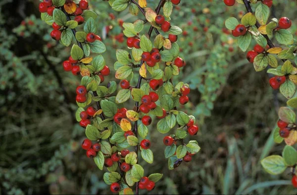 Rockspray Cotoneaster Berries Cotoneaster Horizontalis Germany — Stock Photo, Image