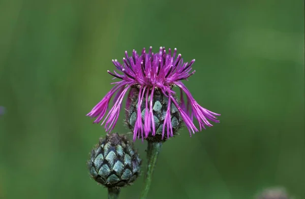 Фіолетова Квітка Подушки Рослина Скабіоза — стокове фото