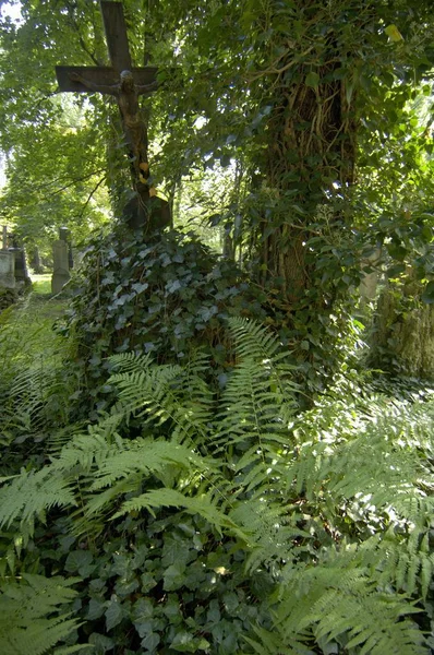 Graven Södra Kyrkogården München Bayern Tyskland — Stockfoto