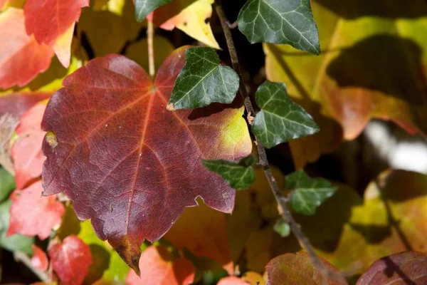 Kolorowe Jesienne Liście Jesienią Sezonu — Zdjęcie stockowe