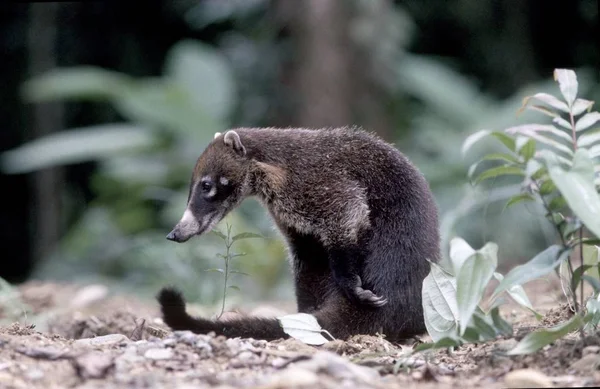 Coatimundi Nasua Nasua Kostaryka — Zdjęcie stockowe