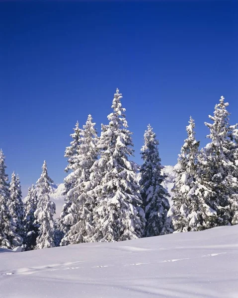 Sapins Couverts Neige Dans Neige — Photo