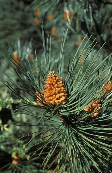 Needles Pine Pinus Spain — Stock Photo, Image