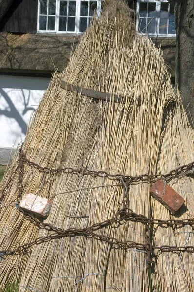 Reed Zincirleri Ile Avuç Kurutulmuş — Stok fotoğraf