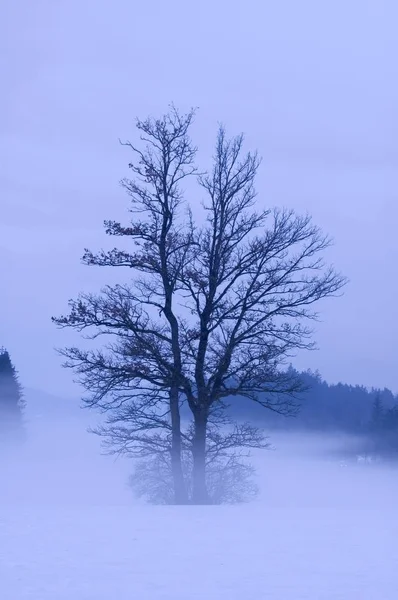 Τοπίο Δέντρα Στην Ομίχλη — Φωτογραφία Αρχείου