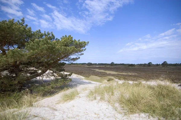 Hiddensee Island Mecklenburg Vorpommern Germany Heathland Neuendorf Witte — Stock Photo, Image