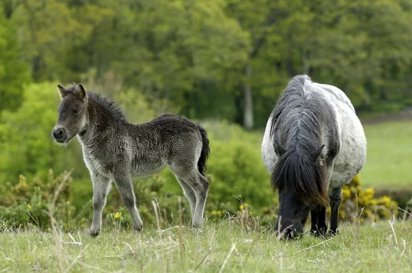 Shetland Pony Inghilterra Sud Occidentale — Foto Stock