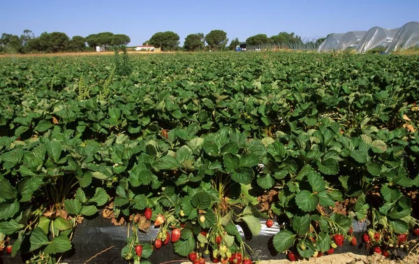 Campo Fresas Andalucía España —  Fotos de Stock