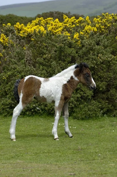 Dartmoor Puledro Pony Dartmoor National Park Devon Inghilterra — Foto Stock