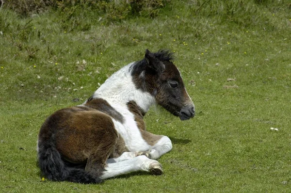 Pony Potro Parque Nacional Dartmoor Devon Inglaterra —  Fotos de Stock