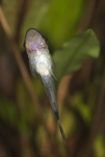 Dvärg Otocinclus Golden Otocinclus Otocinclus Affinis — Stockfoto