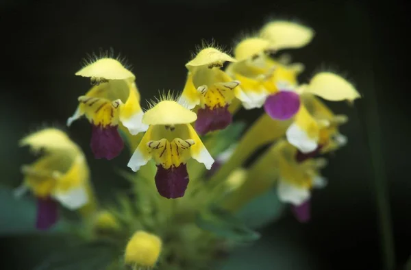 Large Flowered Hemp Nettle Galeopsis Speciosa Germany — Stock Photo, Image