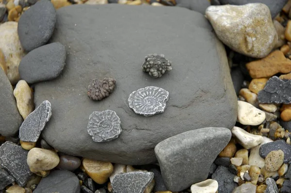 Stenar Och Fossiles Jurassic Coast Charmouth Nära Lyme Regis Dorset — Stockfoto