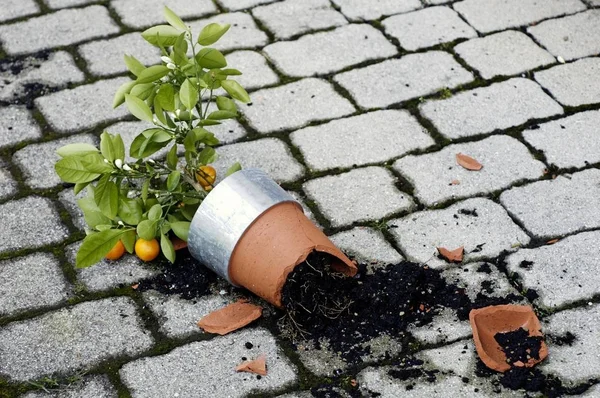 Thrown down from a hefty windstorm a little orange tree in the pot lies broken on the paving stones of the floor