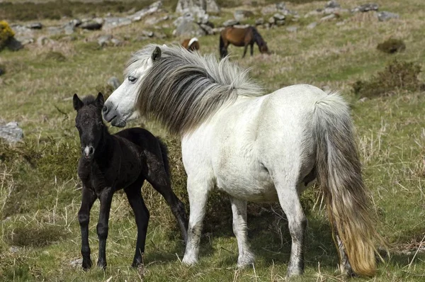 Pony Com Potro Dartmoor National Park Devon Inglaterra — Fotografia de Stock