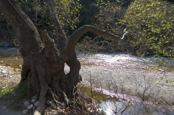 Alter Baum Einem Bach — Stockfoto