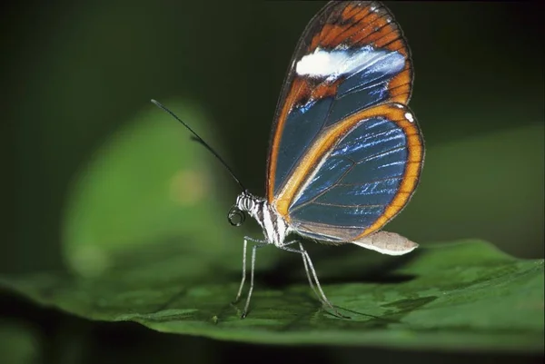 Borboleta Vidro Ithomiidae Chiapas México — Fotografia de Stock