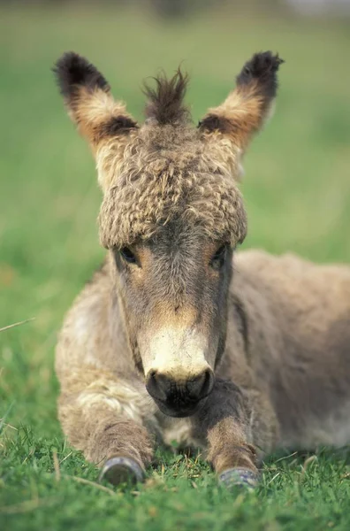 Ung Åsna Ängen — Stockfoto