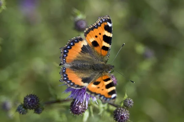 小さなべっ甲 Aglais ナミハダニ 緑の草と花に座って蝶 — ストック写真