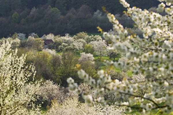 Blommiga Körsbär Träd Tyskland — Stockfoto