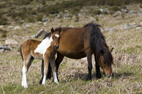 Poney Avec Poulain Parc National Dartmoor Devon Angleterre — Photo